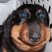 Furrikon