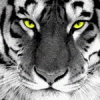 Tigerr