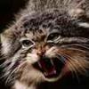 Manul